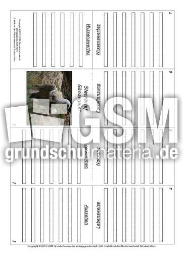 Faltbuch-Gänsegeier.pdf